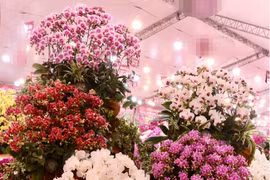 Lan hồ điệp khoe sắc đón Xuân ngập phố Hà Nội