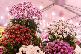 Lan hồ điệp khoe sắc đón Xuân ngập phố Hà Nội