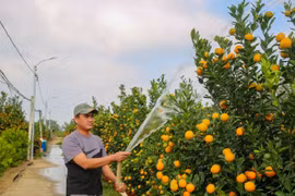 Quất cảnh miền Trung được mùa bội thu, thương lái “ôm” hết hàng