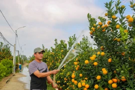 Quất cảnh miền Trung được mùa bội thu, thương lái “ôm” hết hàng