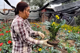 Nông dân Tây Tựu “thấp thỏm” vì sức mua chậm, giá hoa giảm mạnh