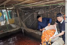 Làng cá chép đỏ tất bật thu hoạch cá cung ứng ra thị trường