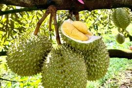 Xuất khẩu sầu riêng tiếp tục lập kỷ lục trong năm 2024