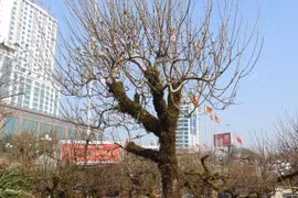 Đào cổ ẩn mình trong lớp rêu phong giá đắt nhưng vẫn hút khách