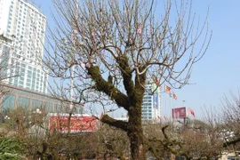 Đào cổ ẩn mình trong lớp rêu phong giá đắt nhưng vẫn hút khách