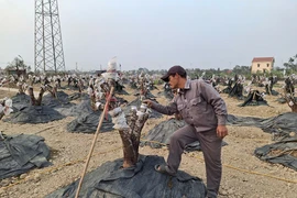 Làng hoa đào nổi tiếng Hải Phòng sau bão có còn đào bán Tết?