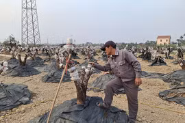 Làng hoa đào nổi tiếng Hải Phòng sau bão có còn đào bán Tết?