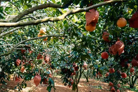 Lão nông trở thành “vua bưởi” nhờ hai cây bưởi của bố vợ cho