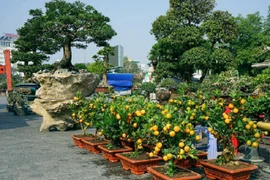  Nhộn nhịp sắc hoa, tiểu thương cho đào quất xuống phố sớm