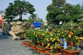  Nhộn nhịp sắc hoa, tiểu thương cho đào quất xuống phố sớm