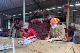 Làng hương trầm Xứ Nghệ chạy đua với đơn hàng Tết
