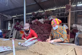 Làng hương trầm Xứ Nghệ chạy đua với đơn hàng Tết