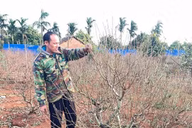 Đào mới chớm nụ, thủ phủ đào Tết Đắk Lắk vắng bóng thương lái