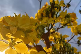 Mai vàng năm cánh nở rộ dưới chân núi Hoành Sơn