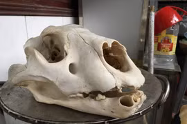 Tận mắt buổi ‘hành quyết’ chúa sơn lâm ở lò nấu cao hổ vùng Tây Bắc