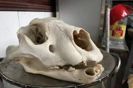 Tận mắt buổi ‘hành quyết’ chúa sơn lâm ở lò nấu cao hổ vùng Tây Bắc