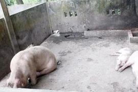 Lạ lùng ngôi chùa nuôi heo thành tinh báo oán ở VN