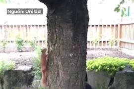 Video: Choáng với khả năng né nhanh như điện của sóc khi bị truy đuổi 