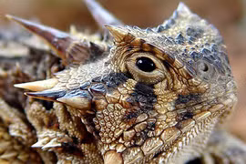 Thú chơi “quỷ satan” gớm ghiếc, bạc triệu ở Việt Nam 