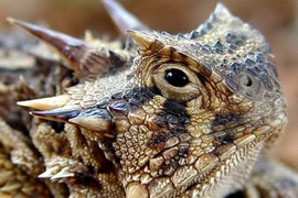 Thú chơi “quỷ satan” gớm ghiếc, bạc triệu ở Việt Nam 