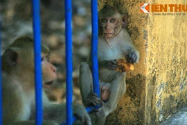 Độc đáo khu rừng nguyên sinh đầy khỉ giữa phố thị VN