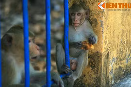 Độc đáo khu rừng nguyên sinh đầy khỉ giữa phố thị VN