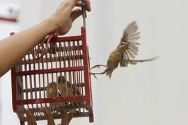 Phóng sinh mùa Vu Lan: 8 sai lầm tuyệt đối tránh theo quan điểm Phật giáo 