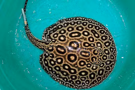 Bắt được cá đuối nước ngọt dài gần 4m ở Đồng Tháp