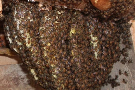 Kỳ công nghề làm nhà cho... ong ở để lấy mật của người Giẻ Triêng