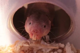 Ngỡ ngàng chuột chũi có thể sống gần như không cần oxy