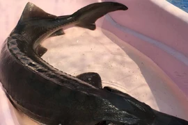 Bí ẩn về 'quái vật' cá tầm khổng lồ