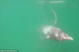 Bị thương, mực khổng lồ bám chặt ván chèo của người đàn ông