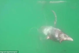 Bị thương, mực khổng lồ bám chặt ván chèo của người đàn ông