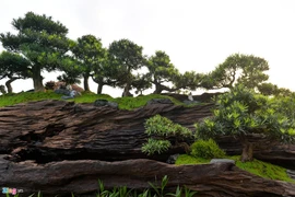 Độc đáo bộ tùng la hán giá 3 tỷ 