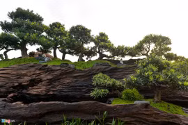 Độc đáo bộ tùng la hán giá 3 tỷ 