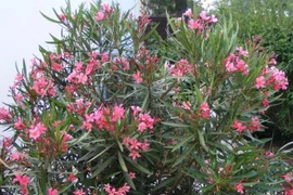 Bộ Y tế yêu cầu chặt nhiều loại cây có độc trong trường học