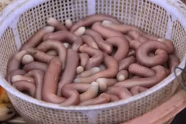 Sốc phản vệ sau khi ăn sá sùng