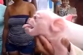 Sợ đứng tim với sự xuất hiện của con lợn mặt khỉ