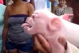 Sợ đứng tim với sự xuất hiện của con lợn mặt khỉ