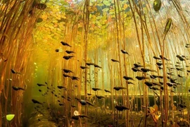 Ngất ngây trước những cảnh sắc thiên nhiên đẹp như mơ