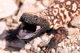 Cận cảnh “quái vật Gila”, loài thằn dị dạng, cực nguy hiểm