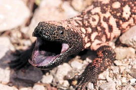 Cận cảnh “quái vật Gila”, loài thằn dị dạng, cực nguy hiểm