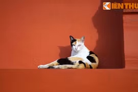 Khám phá thế giới thú vị của loài mèo ở Bangkok 