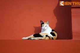 Khám phá thế giới thú vị của loài mèo ở Bangkok 