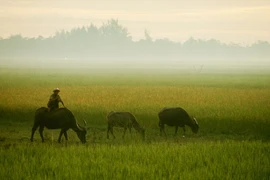 Ảnh đẹp mê mẩn về Huế, Đà Nẵng năm 1967 