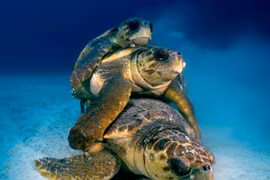 Cảnh "làm tình tập thể" hiếm có trong thiên nhiên Việt Nam