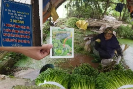 Sự thật khủng khiếp ở vựa rau an toàn cung ứng cho Hà Nội