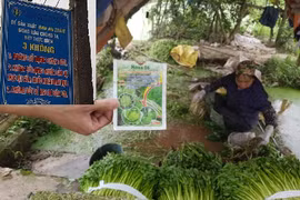 Sự thật khủng khiếp ở vựa rau an toàn cung ứng cho Hà Nội