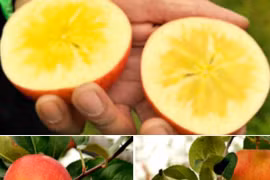 1,5 triệu một kg táo mật Nhật Bản bán tại Việt Nam