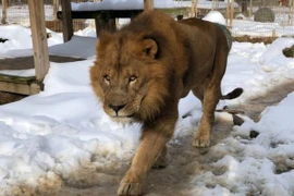 Kinh hoàng sư tử sổng chuồng vồ chết thực tập sinh ở Mỹ